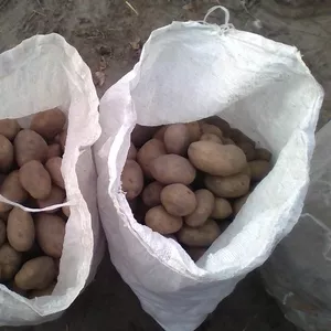 Картофель крупный в мешках. Недорого. Урожай сентябрь 2017 г.
