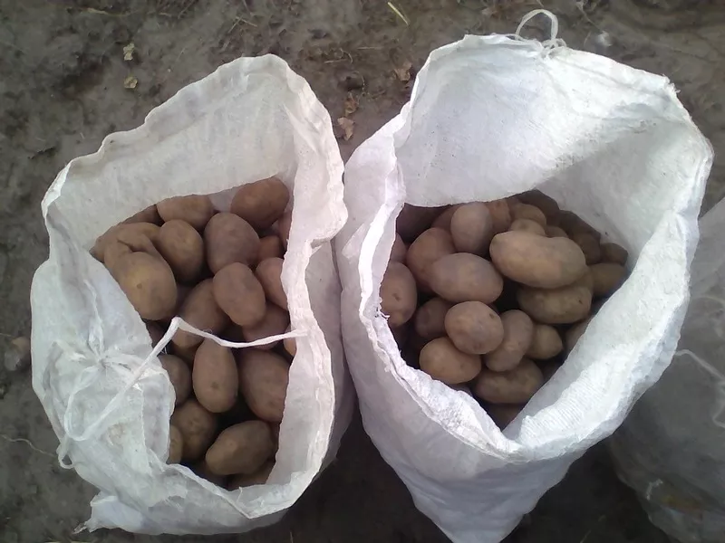 Картофель крупный в мешках. Недорого. Урожай сентябрь 2017 г.